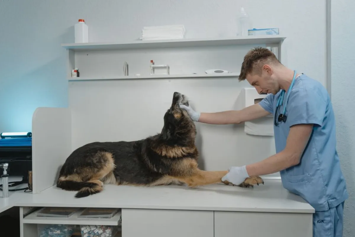 veterinary dog